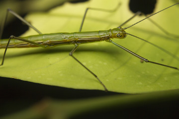 Macro of a stick insect (Phasmatodea), Borneo, Malaysia