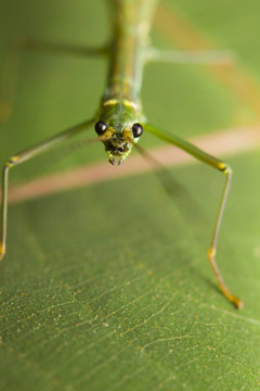 Macro of a stick insect (Phasmatodea), Borneo, Malaysia