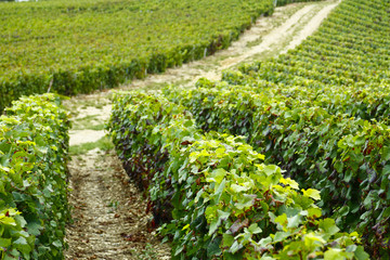 Fototapeta na wymiar rzędy winogron w dziedzinie