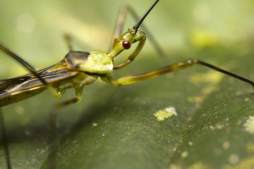 Close-up of a zelus (or assassin) bug, Borneo, Malaysia