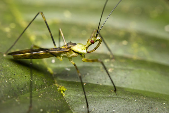 Close-up of a zelus (or assassin) bug, Borneo, Malaysia