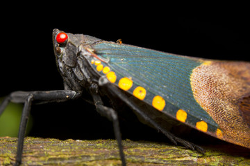 A species of Fulgoridae (hemipteran insects) Borneo, Malaysia