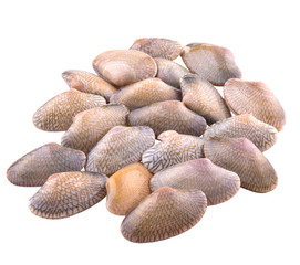 Fototapeta na wymiar Fresh soft shell clams over white background