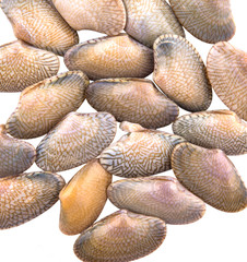 Fresh soft shell clams over white background