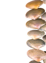 Fresh soft shell clams over white background