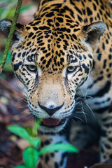 Fototapeta na wymiar Jaguar w dżungli