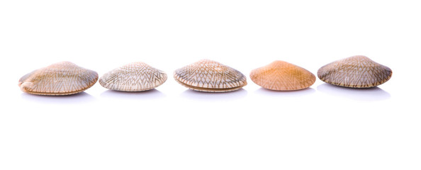 Fresh soft shell clams over white background © akulamatiau