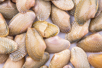 Soft shell clams closeup view