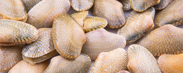 Soft shell clams closeup view
