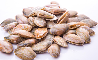 Fresh soft shell clams over white background