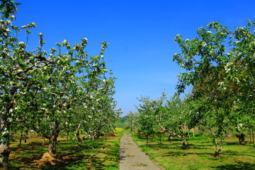 Fototapeta na wymiar 春のリンゴ畑