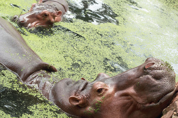 Hippo portrait in the nature
