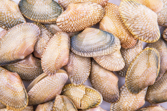 Soft shell clams closeup view