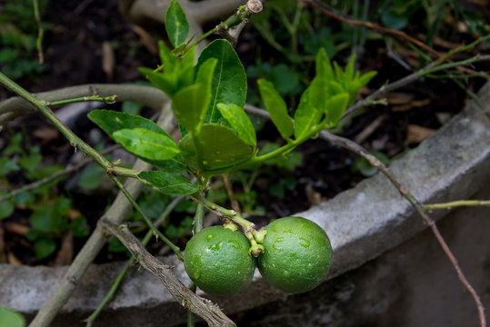 Two lemons on tree