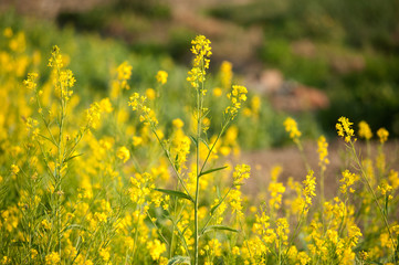 Obraz premium Rapeseed field.
