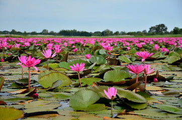 Lotus Flowers in Swamp