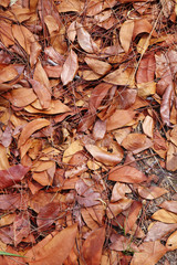 background from many dry leaf in sun light