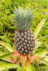 Pineapple tree
