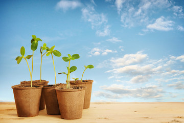 Young seedlings in pots against blue sky
