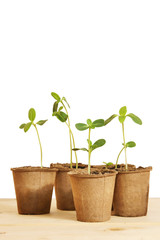 Pots with young seedlings isolated over white background