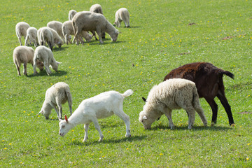 Flock of sheep and goats