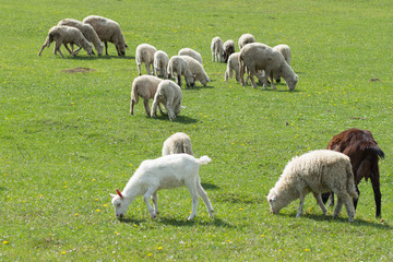 Obraz na płótnie Canvas Sheep herd