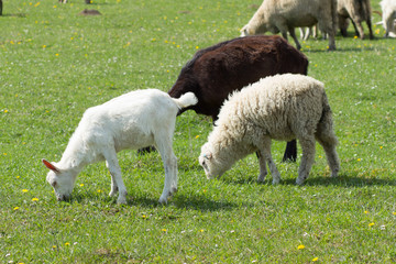 Fototapeta premium Goats and sheep