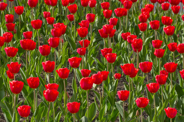 A lot of tulips