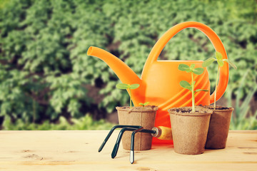 Pots with seedlings and watering can in the garden