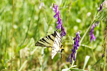 Butterfly on the field flower