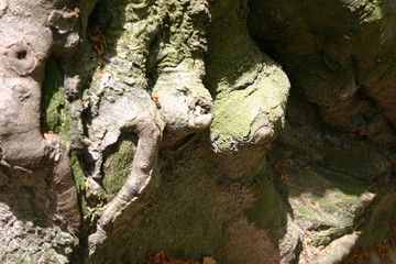 Zgrubienia na pniu © profit111