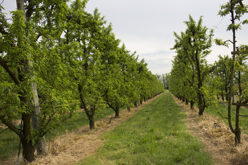 Peach trees rows