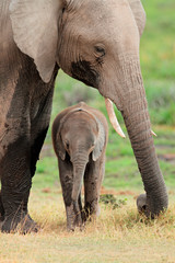 Fototapeta premium Słoń afrykański z łydką, Park Narodowy Amboseli