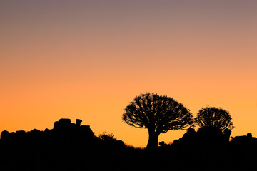 Quiver tree silhouettes