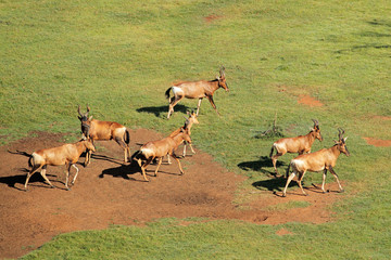 Naklejka premium Aerial view of red hartebeest antelopes
