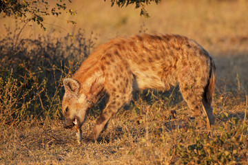 Scavenging spotted hyena