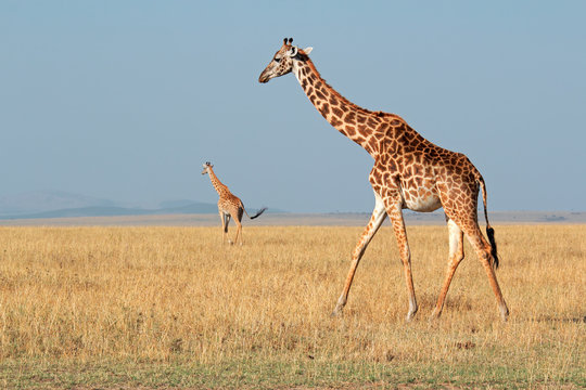 Masai giraffes, Masai Mara National Reserve