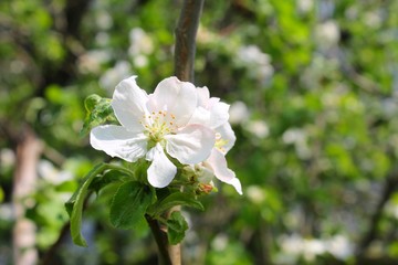 apple blossom