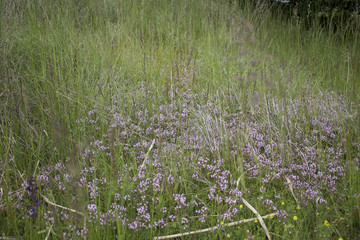Green weeds and flowers background