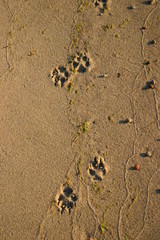 Ślady psa © profit111