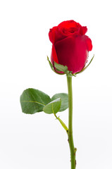 Obraz premium Red rose