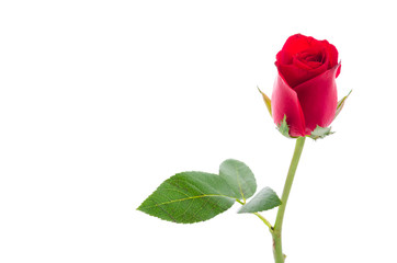 Red rose