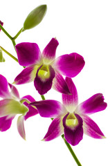 Orchind isolated white background