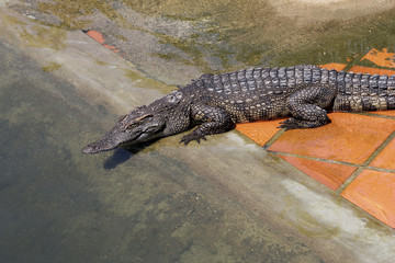 crocodile