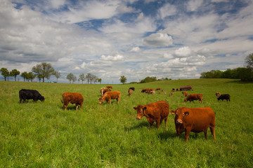 The herd of cows on spring meadow