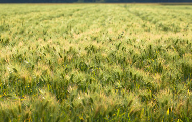 Field of wheat, Japan