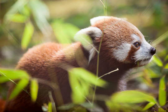 Beautiful red panda in natural habitat