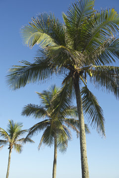 Coconut Palm Trees Standing in Blue Sky