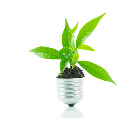 Green plant new life on lamp out of a bulb, green energy concept