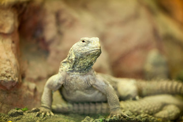 iguana